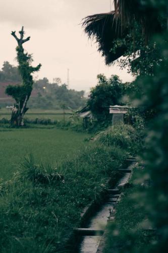 a dirt road in a field with a tree at PANAKLUEA Cottage & Crafts - พนาเกลือ in Ban Kham
