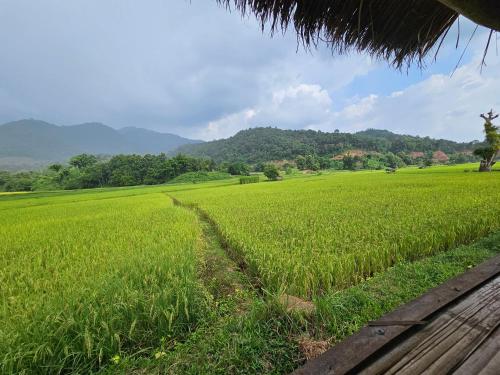 a field of green grass with a dirt road at PANAKLUEA Cottage & Crafts - พนาเกลือ in Ban Kham