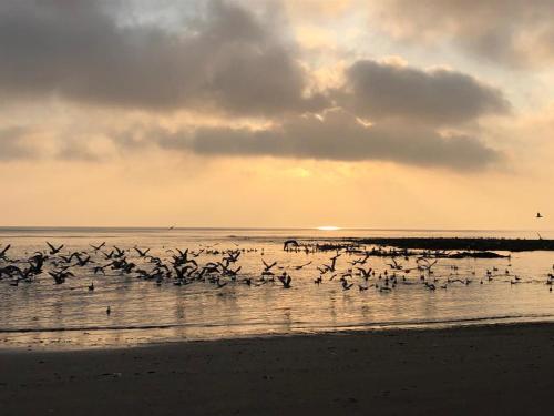 a flock of birds flying over the water on a beach at St Michael's Guest House in Scarborough