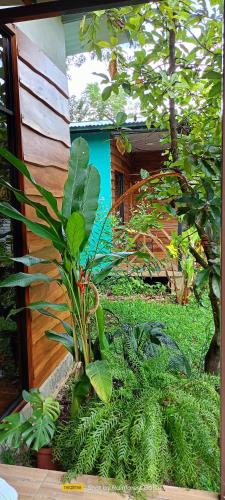 a plant in a garden next to a building at Bungalow Batsù in Fortuna