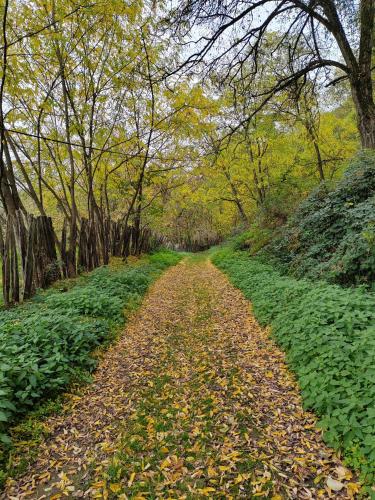 a dirt road in the middle of a forest at Domacinstvo Pecina Petnica in Petnica