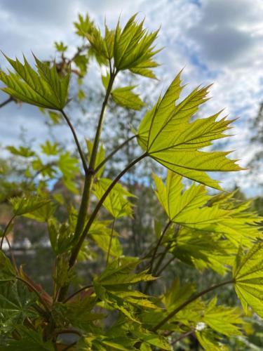 a close up of a plant with green leaves at Skönero, Valdemarsvik in Valdemarsvik