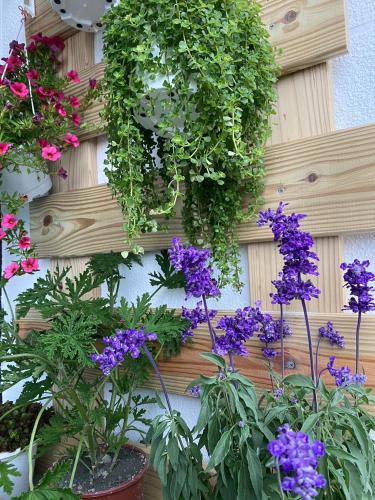 a bunch of flowers hanging on a wall at 大溪漁港蜜月灣Luna民宿2號館 in Toucheng