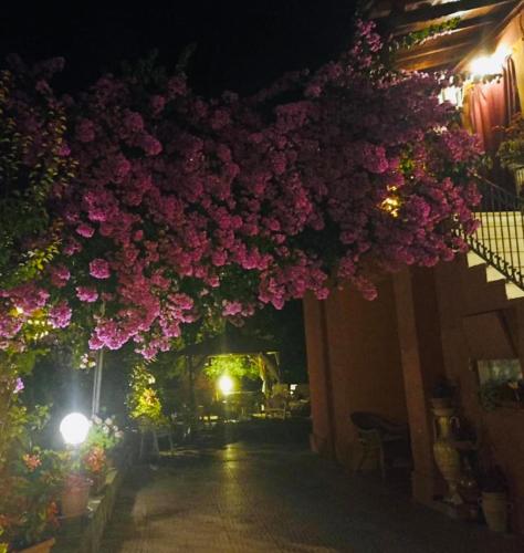 a bunch of flowers hanging from a building at B&B LA BOUGANVILLE in Spoltore