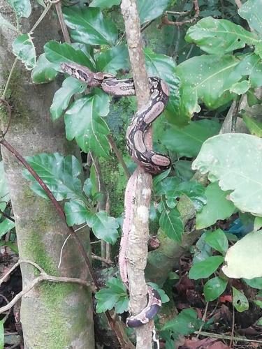 a snake is wrapped around a tree branch at Cabañas Refugio Verde Monteverde in Monteverde Costa Rica