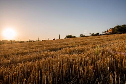 a field of wheat with the sun in the background at Agriturismo Il Tiro in Castel del Piano