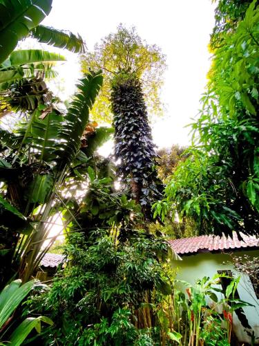 a group of trees and plants in a garden at Kamrai Homestay in Ko Chang