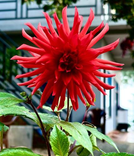 a red flower on a plant with green leaves at Oakakhi Stays, Deluxe room in Rānīkhet