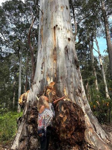 a little girl standing next to a large tree at Blue Mountains Ferncreek studio retreat pet friendly in Hazelbrook