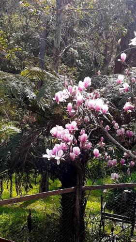 a tree with pink flowers next to a fence at Blue Mountains Ferncreek studio retreat pet friendly in Hazelbrook