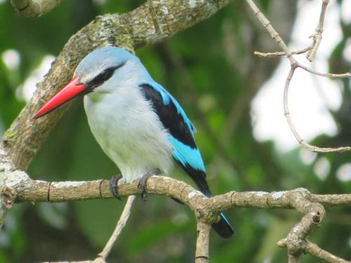 Binatang di lodge atau berdekatan