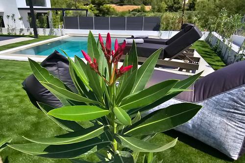 a plant with red flowers next to a pool at Topaz Suites in Pefkohori