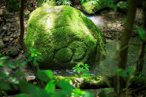 a moss covered rock with water in a forest at Tsukihitei in Nara
