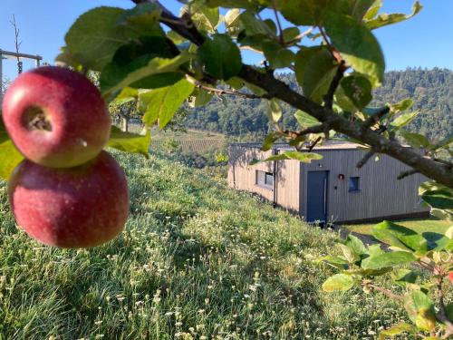 an apple hanging from a tree in an orchard at MoselHoch in Klüsserath