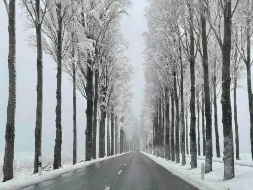 a snow covered road with a row of trees at Seezauber direkt am Wasser in Reichenau