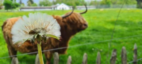 a cow standing in a field next to a fence with a flower at Massembre in Heer