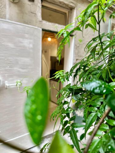 une plante verte devant une fenêtre dans l'établissement Studio centre Paris calme cosy, à Paris