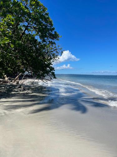 a tree on a beach next to the ocean at Ponci’s Gate to Gaia Holistic Center in Bocas del Toro