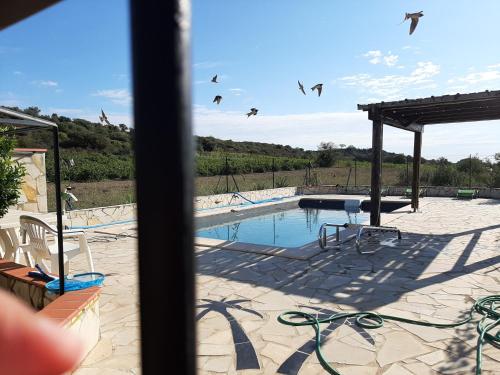 - une vue sur la piscine et les oiseaux qui la survolent dans l'établissement Mas des Olivettes, à Montauriol
