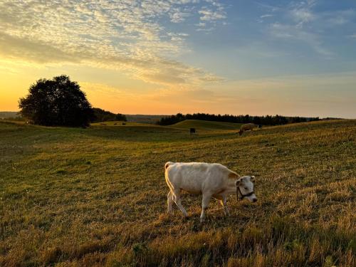 a cow standing in a field of grass at GOSPODARSTWO TURYSTYCZNE w OSINKACH in Suwałki