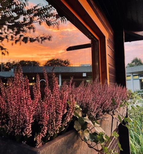 a bunch of purple plants in front of a window at Landhaus Zum Heidewanderer mit THERMEplus in Bad Bevensen