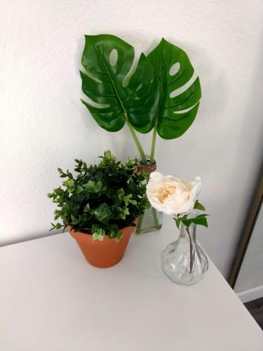 a plant and a vase on a table at Cozy condo near MCC with pool, BBQ, covered parking in Mesa