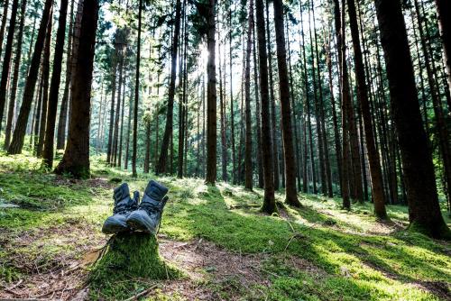 a pair of shoes sitting on a tree stump in a forest at life-stegersbach Suites in Stegersbach
