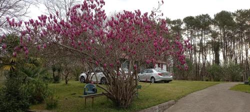a tree with pink flowers on it in a yard at Private Cottage at the Black sea in Shekvetili