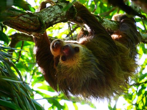 a brown throated sloth hanging from a tree at Cabinas Tito in Cahuita
