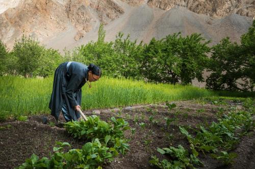 a woman is working in a field with a shovel at Domkhar Eco Homestay in Dumkhar