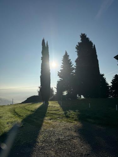 a group of trees in a field with the sun behind them at La corte dei celti -1 in San Benedetto Del Querceto