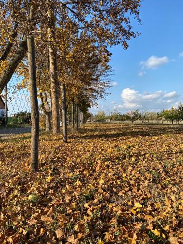 a bunch of leaves on the ground next to a fence at Altiora in Subotica