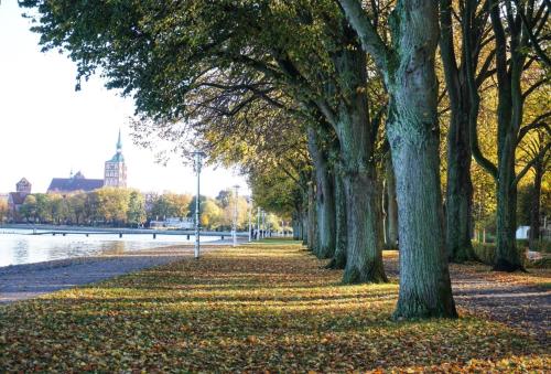 a row of trees in a park with leaves on the ground at Kuschelige Herbsttage und Meeresrauschen in Breege