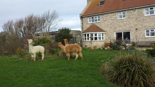two llamas standing in the grass in front of a house at Jurassic Apartments in Weymouth