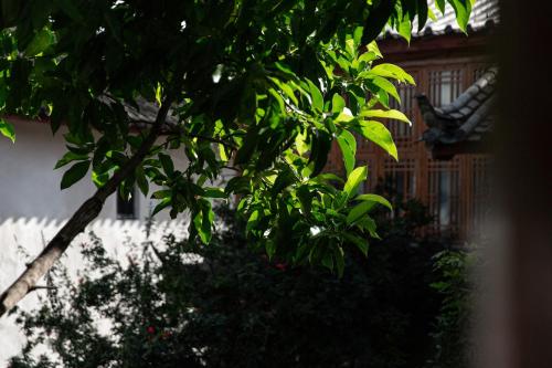 a tree with green leaves in front of a building at Gucheng Lanshe Designer Garden B&B in Lijiang