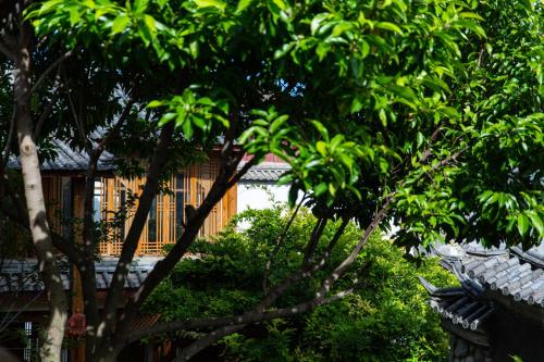 a tree with green leaves in front of a building at Gucheng Lanshe Designer Garden B&B in Lijiang