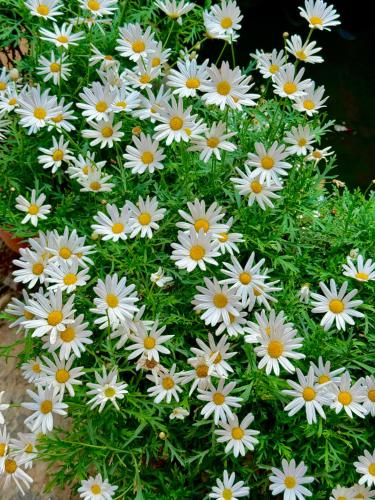 a bunch of white daisies in a bush at Gucheng Lanshe Designer Garden B&B in Lijiang