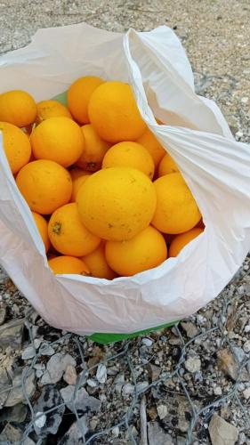Φωτογραφία από το άλμπουμ του Quinta da Tranquilidade σε Σεσίμπρα