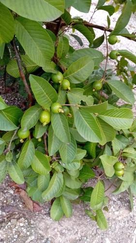 Κήπος έξω από το Quinta da Tranquilidade