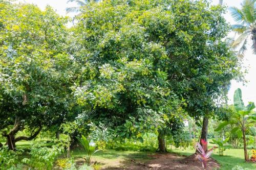 a large tree in a field with trees at Tranquillity Villa in Colombo