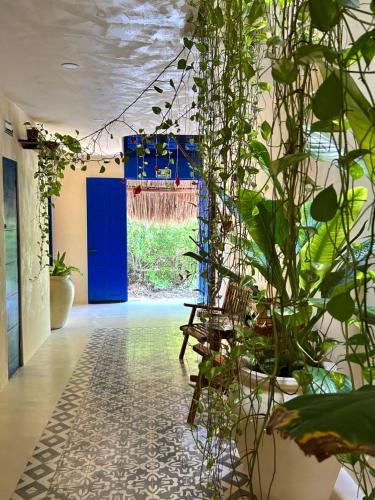 Ein Garten an der Unterkunft sunsteps casa Holbox