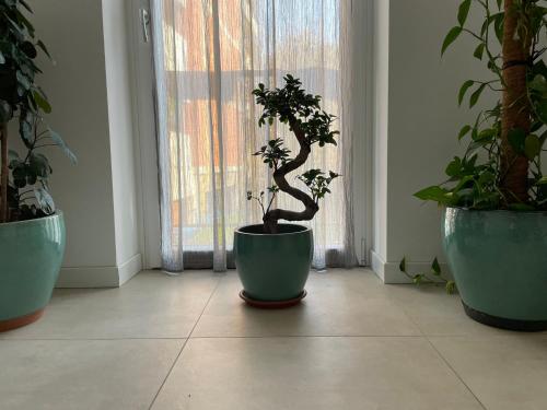 three potted plants in a room with a window at Green Stay Bergamo in Bergamo