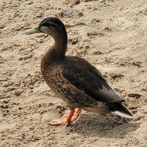 a duck standing on the sand on a beach at Domek dla dwojga in Pelnik