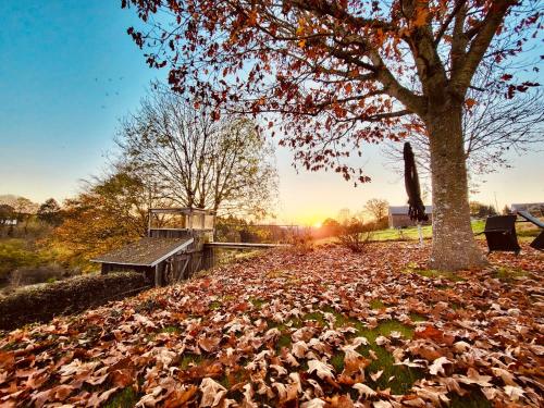 a park with a bench and a tree and leaves at La Vieille Forge B&B in Houffalize