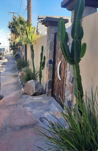 a cactus in front of a building with a wall at Hotel Luna Loreto in Loreto