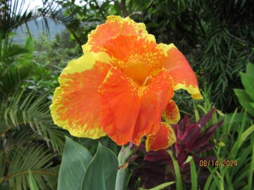 an orange and yellow flower in a garden at Mountain House with Pool in Altos del Maria in Sorá