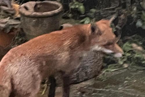 a rendering of a fox standing on the ground at Studio Lickey Hills Near Attractions Garden Pet Ok in Birmingham