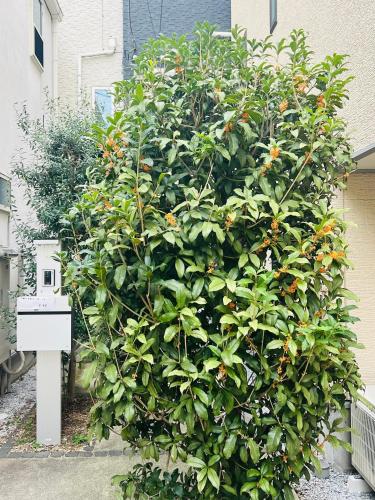 a large green bush with orange flowers on a house at Shinkanano Kimura House - 新中野木村屋 in Tokyo