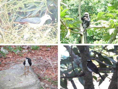 a group of four pictures of different birds at Turtle Lamp in Unawatuna