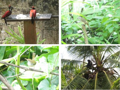 a group of four pictures of birds on a bird feeder at Turtle Lamp in Unawatuna